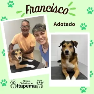 adocao-clinica-veterinaria-itapema