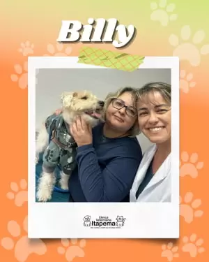 billy-cachorro-paciente-veterinaria-itapema