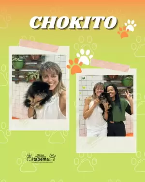 chokito-cachorro-paciente-veterinaria-itapema