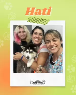 hati-cachorro-paciente-veterinaria-itapema