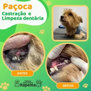 limpeza-dentaria-clinica-veterinaria-itapema