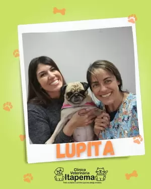 lupita-cachorra-paciente-veterinaria-itapema