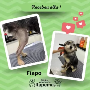 paciente-fiapo-clinica-veterinaria-itapema