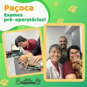 pos-operatorio-na-clinica-veterinaria-itapema