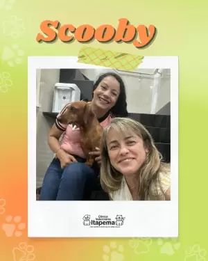 scooby-cachorro-paciente-veterinaria-itapema