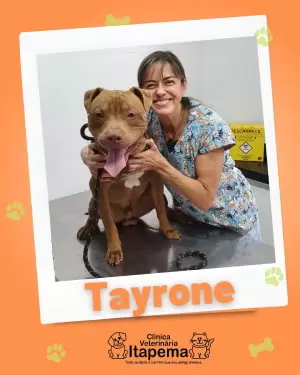 tayrone-cachorra-paciente-veterinaria-itapema